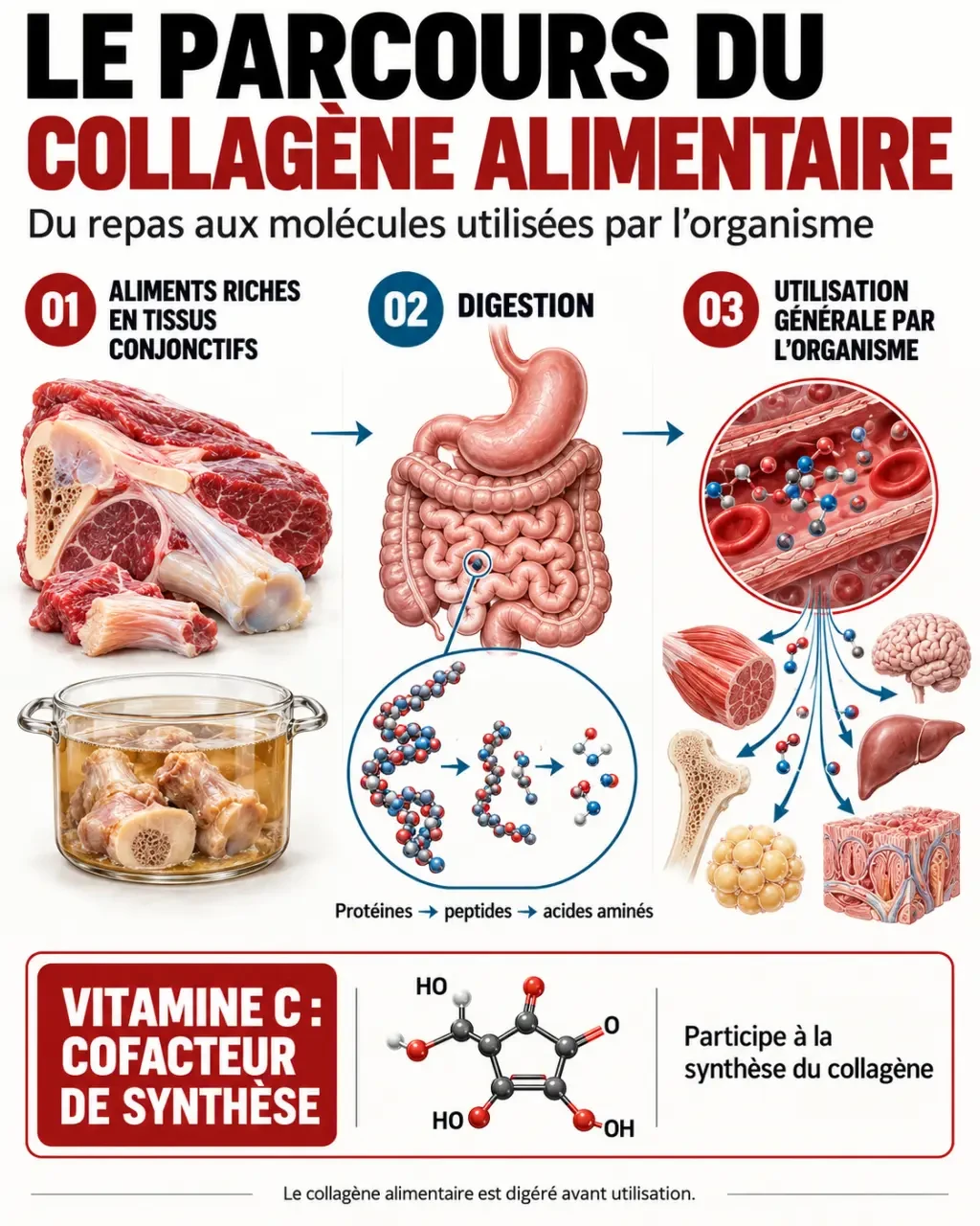 Manger du collagène : digestion, aliments sources et rôle de la vitamine C